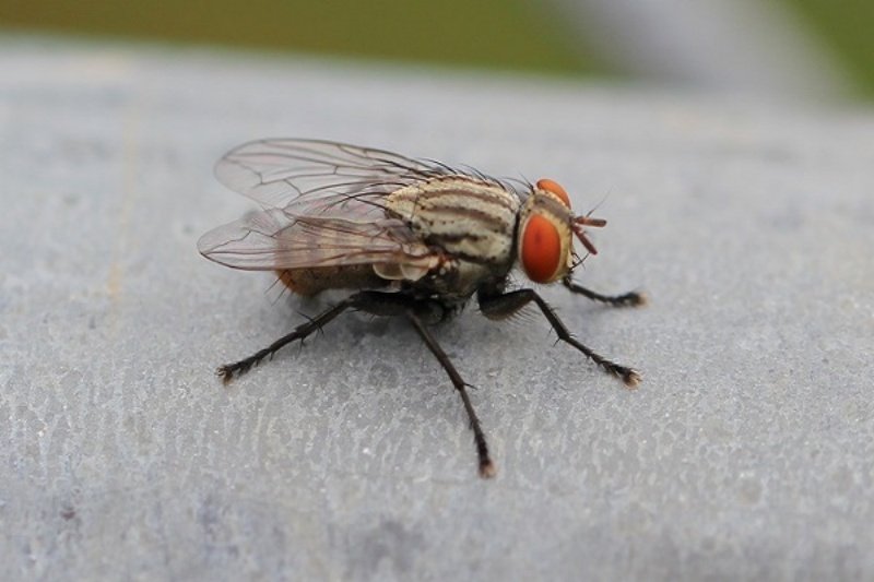 Ý nghĩa của chiêm bao con ruồi