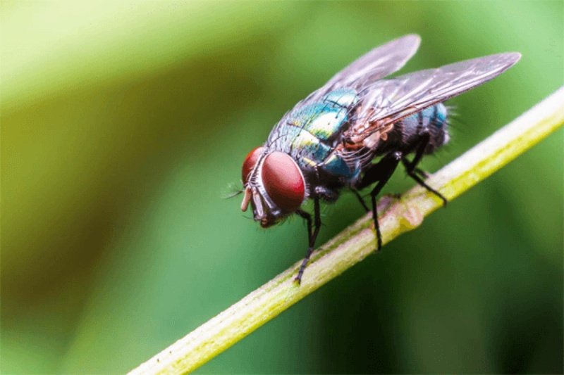 Mơ thấy bản thân biến thành con ruồi