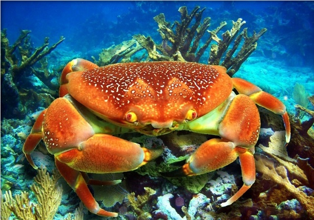 Mộng thấy cua biển