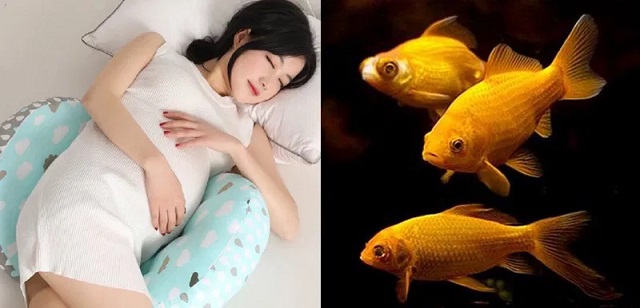 Nằm mơ thấy cá chép đánh con số mấy may mắn?