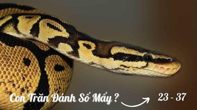Nằm mơ thấy trăn đánh con số mấy?