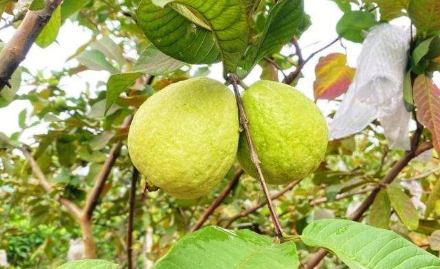 Con số ẩn sau giấc mộng thấy hái trái cây là gì? Con số ẩn sau giấc mộng thấy hái trái cây là gì?