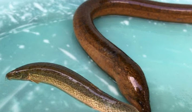 Nằm mơ thấy lươn bò vào nhà là một điềm báo tốt lành Nằm mơ thấy lươn bò vào nhà là một điềm báo tốt lành