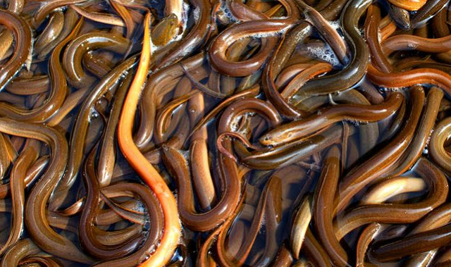 Những con số cực may mắn để đánh khi mơ thấy lươn Những con số cực may mắn để đánh khi mơ thấy lươn