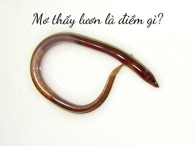 Ý nghĩa tổng quát của việc nằm mơ thấy lươn Ý nghĩa tổng quát của việc nằm mơ thấy lươn