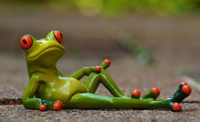Con số may mắn nào liên quan tới giấc chiêm bao thấy ếch Con số may mắn nào liên quan tới giấc chiêm bao thấy ếch