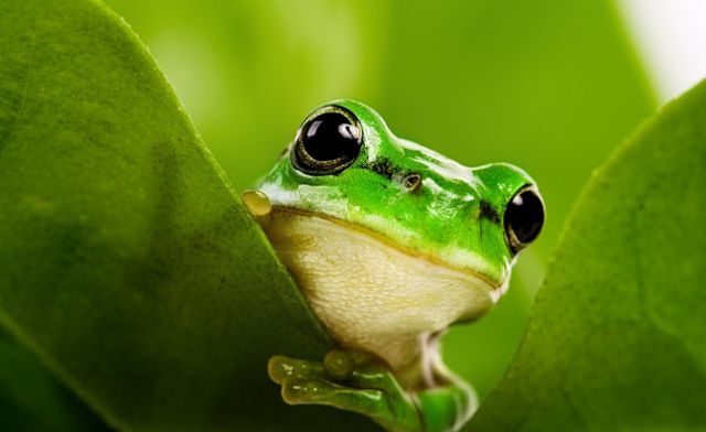 Mỗi một giấc mơ thấy ếch đều mang ý nghĩa và thông điệp riêng Mỗi một giấc mơ thấy ếch đều mang ý nghĩa và thông điệp riêng