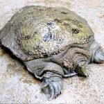 Baba số mấy? Mơ thấy baba mang đến thông điệp gì cho bạn?