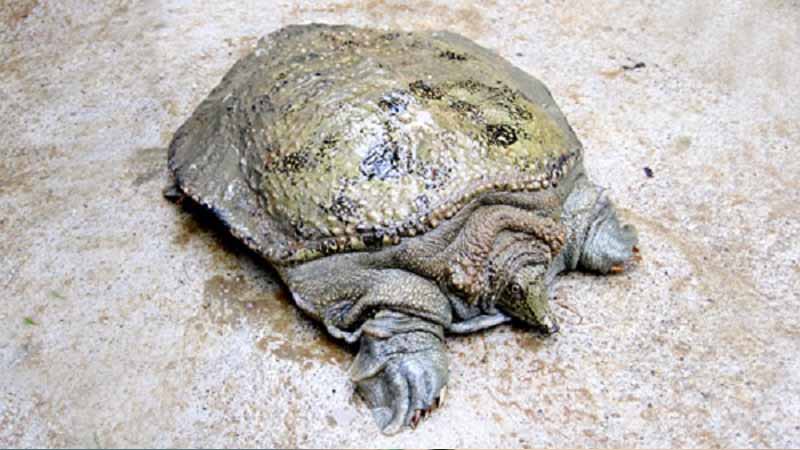 Baba số mấy? Mơ thấy baba mang đến thông điệp gì cho bạn? 