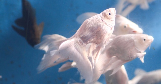 Giấc mơ cá trắng gắn với điềm lành