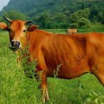 Bò số mấy? Bật mí ý nghĩa giấc mơ thấy bò và con số tài lộc hôm nay