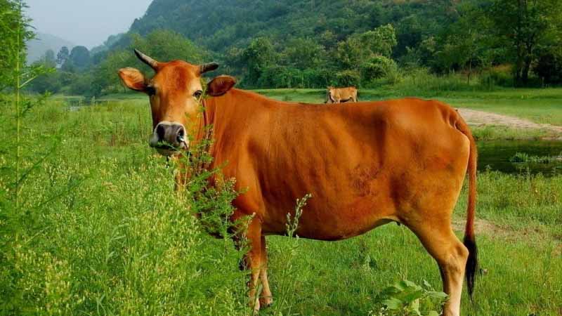 Bò số mấy? Bật mí ý nghĩa giấc mơ thấy bò và con số tài lộc hôm nay 
