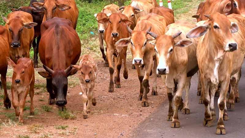 Bò số mấy? Bật mí ý nghĩa giấc mơ thấy bò và con số tài lộc hôm nay