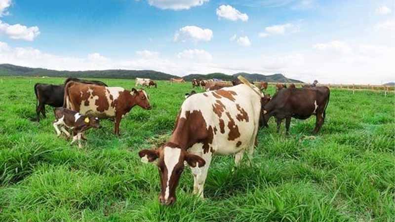 Bò số mấy? Bật mí ý nghĩa giấc mơ thấy bò và con số tài lộc hôm nay