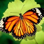 Bướm số mấy? Giải mã ý nghĩa giấc mơ thấy bướm chuẩn nhất 2025