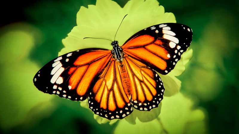 Bướm số mấy? Giải mã ý nghĩa giấc mơ thấy bướm chuẩn nhất 2025