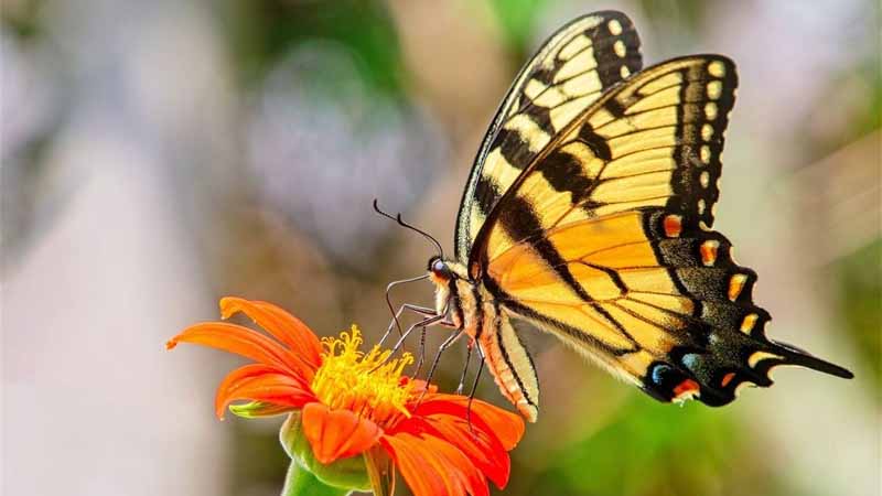 Bướm số mấy? Giải mã ý nghĩa giấc mơ thấy bướm chuẩn nhất 2025