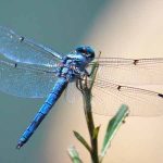 Chuồn chuồn số mấy? Hé lộ ý nghĩa khi bạn mơ thấy chuồn chuồn