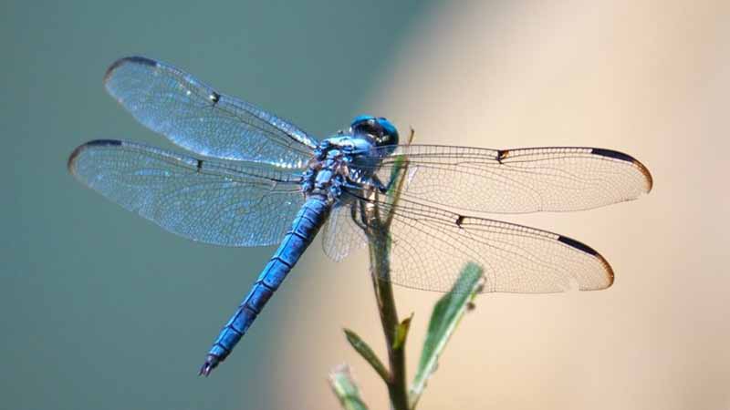 Chuồn chuồn số mấy? Hé lộ ý nghĩa khi bạn mơ thấy chuồn chuồn