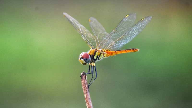 Chuồn chuồn số mấy? Hé lộ ý nghĩa khi bạn mơ thấy chuồn chuồn