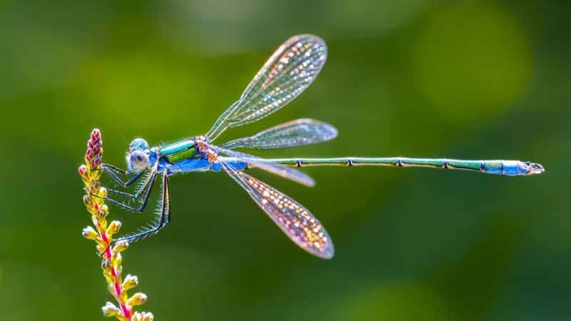 Chuồn chuồn số mấy? Hé lộ ý nghĩa khi bạn mơ thấy chuồn chuồn