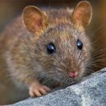 Chuột số mấy? Giải mã ý nghĩa giấc mơ thấy chuột và con số may mắn chuẩn