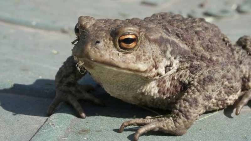 Cóc số mấy? Giải mã ý nghĩa giấc mơ thấy cóc cực chuẩn hôm nay 