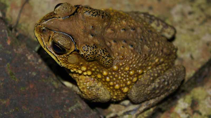 Cóc số mấy? Giải mã ý nghĩa giấc mơ thấy cóc cực chuẩn hôm nay