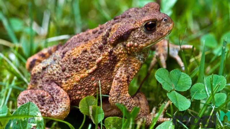 Cóc số mấy? Giải mã ý nghĩa giấc mơ thấy cóc cực chuẩn hôm nay