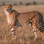 Con báo số mấy? Bật mí ý nghĩa giấc mơ thấy báo và con số may mắn