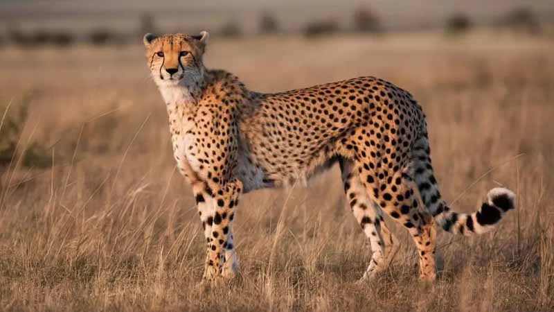 Con báo số mấy? Bật mí ý nghĩa giấc mơ thấy báo và con số may mắn