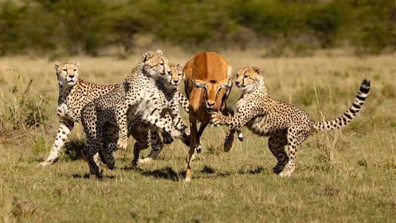 Con báo số mấy? Bật mí ý nghĩa giấc mơ thấy báo và con số may mắn