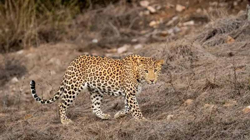 Con báo số mấy? Bật mí ý nghĩa giấc mơ thấy báo và con số may mắn