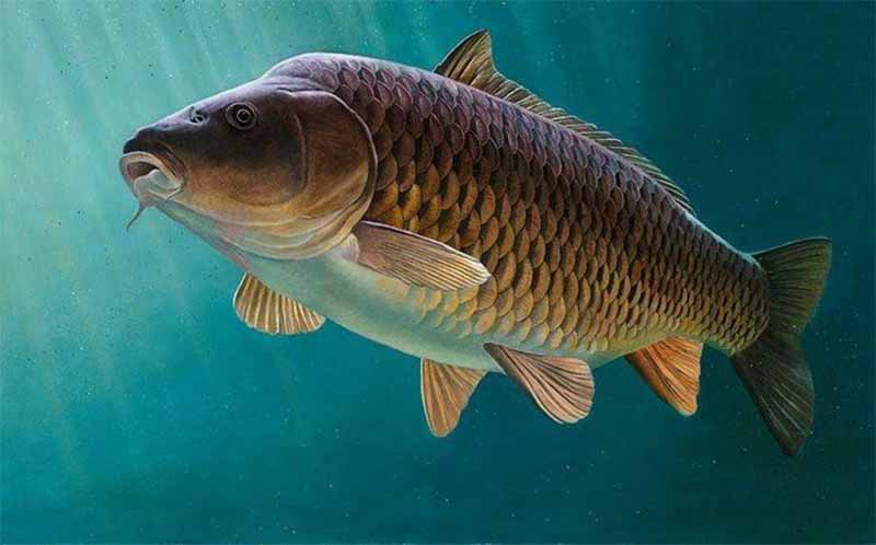 Con cá số mấy? Giải mã giấc mơ thấy cá cực chuẩn và may mắn 