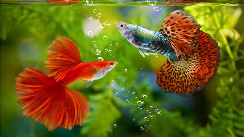 Con cá số mấy? Giải mã giấc mơ thấy cá cực chuẩn và may mắn 