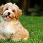 Con chó số mấy? Hé lộ điềm báo và con số may mắn từ giấc mơ thấy chó