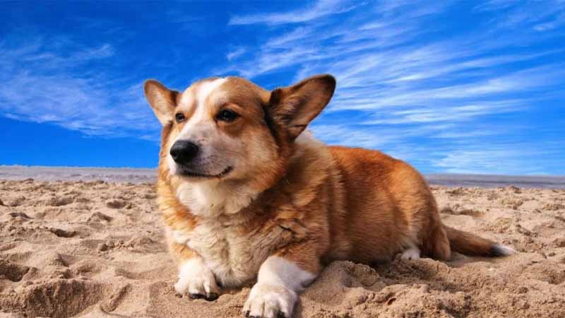 Con chó số mấy? Hé lộ điềm báo và con số may mắn từ giấc mơ thấy chó