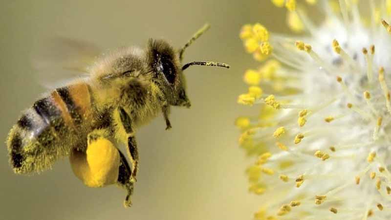 Con ong số mấy? Bật mí ý nghĩa giấc mơ thấy ong theo sổ mơ dân gian