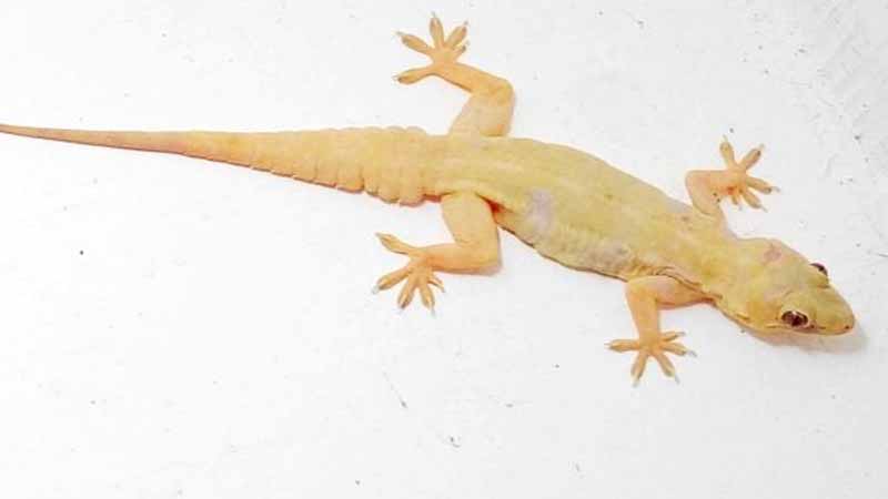 Con thằn lằn số mấy? Giải mã trọn bộ ý nghĩa và con số may mắn