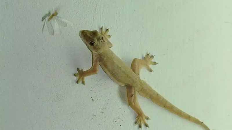 Con thằn lằn số mấy? Giải mã trọn bộ ý nghĩa và con số may mắn