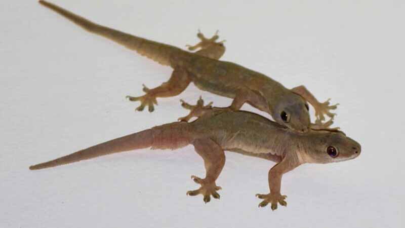 Con thằn lằn số mấy? Giải mã trọn bộ ý nghĩa và con số may mắn