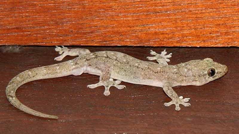 Con thằn lằn số mấy? Giải mã trọn bộ ý nghĩa và con số may mắn