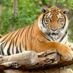 Cọp số mấy? Giải mã điềm báo khi mơ thấy hổ và con số may mắn chuẩn nhất