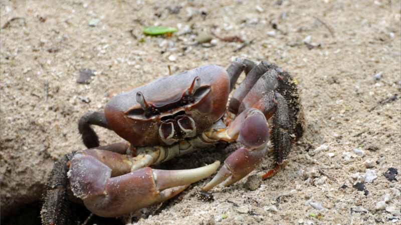 Cua số mấy? Bật mí điềm báo và con số may mắn khi nằm mơ thấy cua 