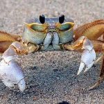 Cua số mấy? Bật mí điềm báo và con số may mắn khi nằm mơ thấy cua