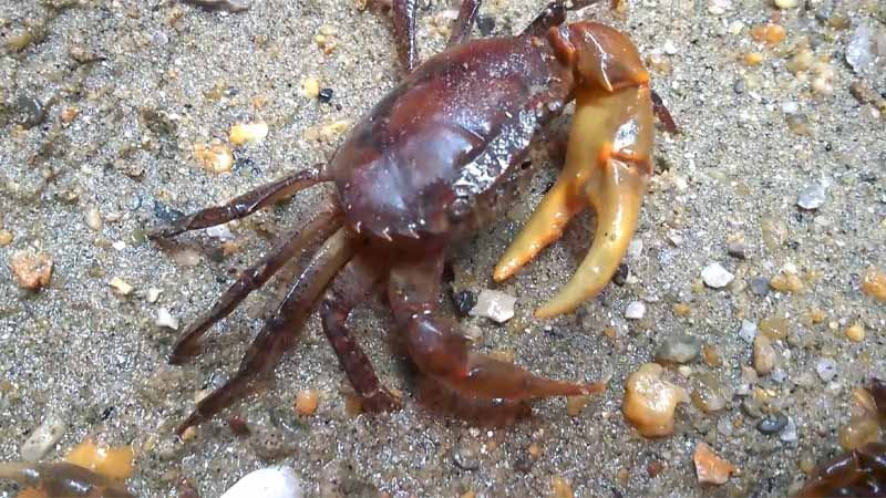 Cua số mấy? Bật mí điềm báo và con số may mắn khi nằm mơ thấy cua 