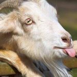 Dê số mấy? Giải mã ý nghĩa giấc mơ thấy dê và con số may mắn