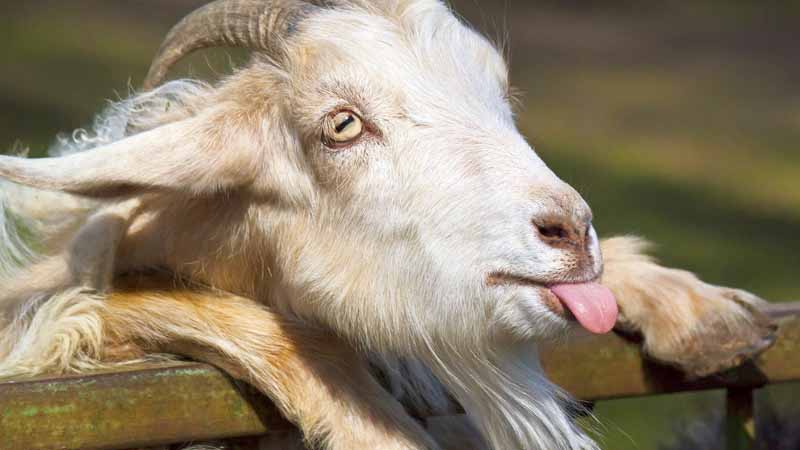 Dê số mấy? Giải mã ý nghĩa giấc mơ thấy dê và con số may mắn