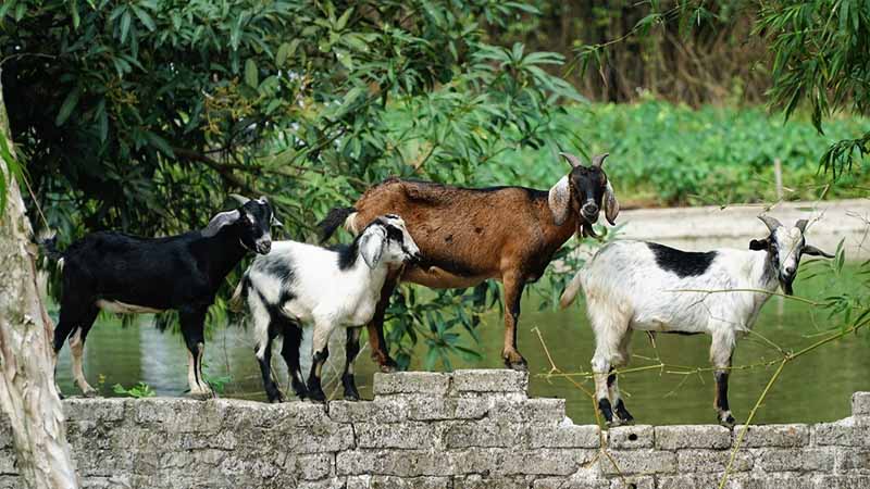 Dê số mấy? Giải mã ý nghĩa giấc mơ thấy dê và con số may mắn