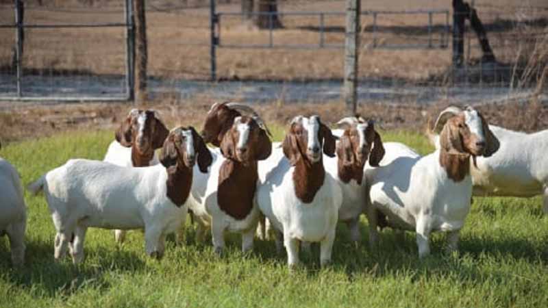 Dê số mấy? Giải mã ý nghĩa giấc mơ thấy dê và con số may mắn